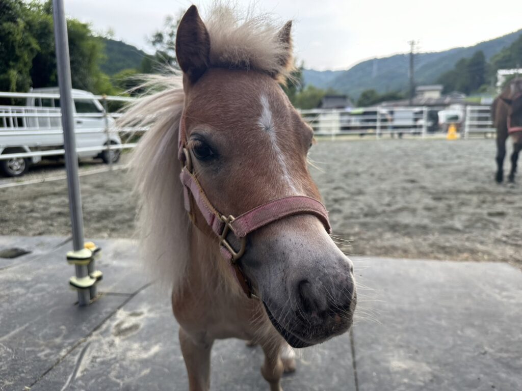 ぽにぃているぽにぃているとは？